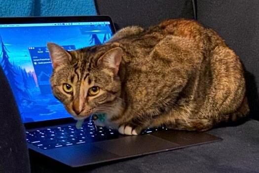 Quality assurance One of the cats supervising a deploy